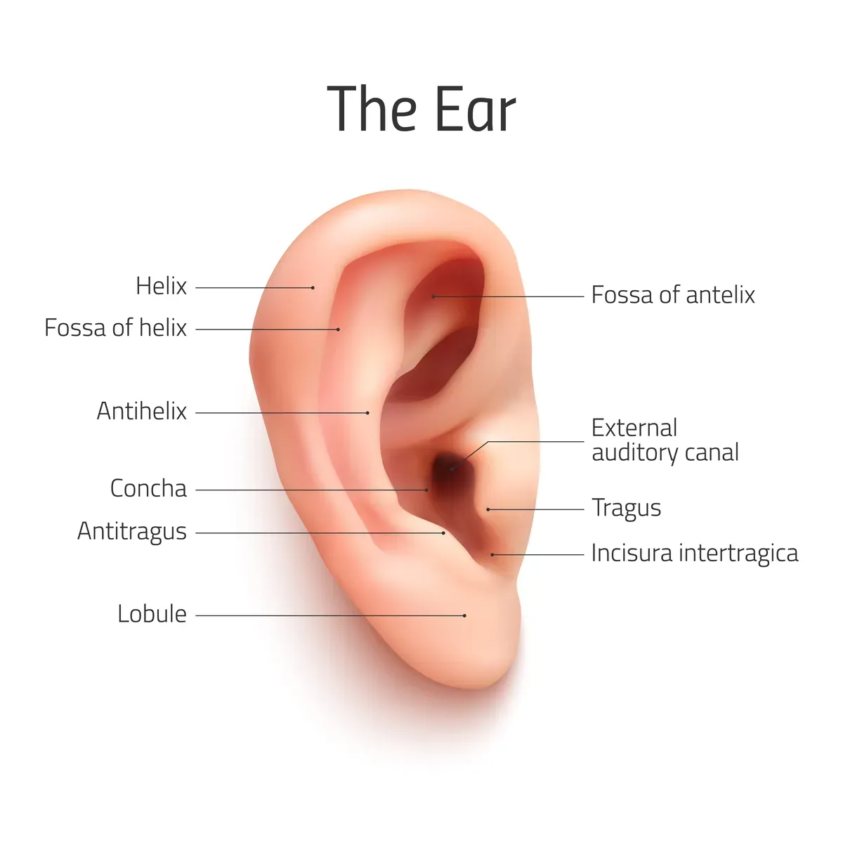 Realistic Ear Infographic — preview 1